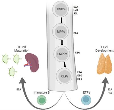 Helix-Loop-Helix Proteins in Adaptive Immune Development